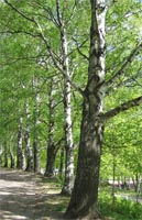 Betula Pendula - Silver Birch Deciduous Tree from Heathwood Nurseries